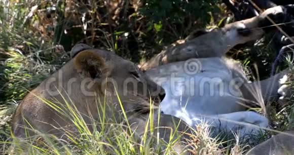 没有鬃毛的狮子博茨瓦纳非洲野生动物视频的预览图