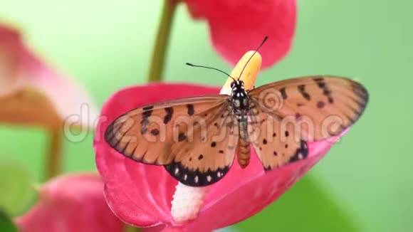泰国有花的TawnyCoster蝴蝶视频的预览图