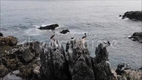 智利鸟和落基滩的鸟瞰图视频的预览图