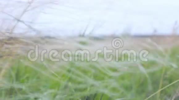 风中的草原草视频的预览图