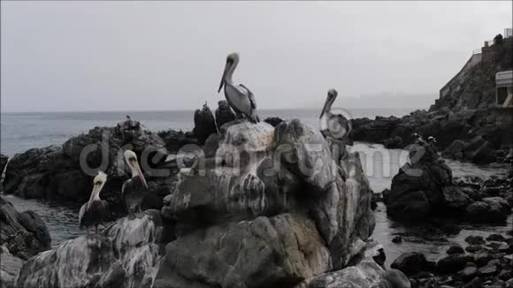 智利鸟和落基滩的鸟瞰图视频的预览图