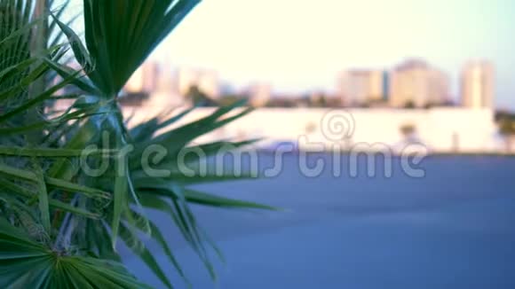 棕榈叶特写现代都市背景背景中的bokeh视频的预览图