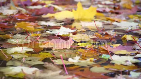 秋天红色黄色和绿色的叶子躺在水坑里视频的预览图