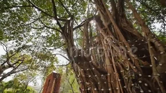 阳光穿过丛林中的榕树马尼拉的阿亚拉三角公园循环视频拍摄视频的预览图