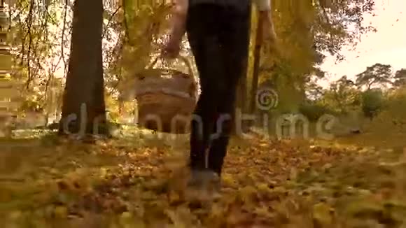 布鲁内特女孩拿着一个野餐篮穿过秋天的树林晴天4Ksteatam视频视频的预览图
