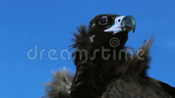 美丽的秃鹫蓝天视频的预览图