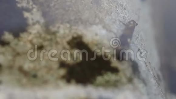 蜻蜓幼虫在山塘水下觅食捕食性昆虫蜻蜓的生命视频的预览图