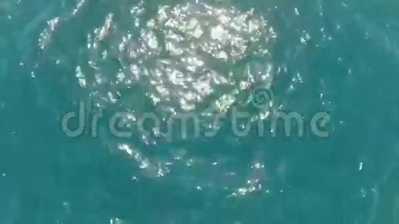 在阿普利亚清澈的海面上飞翔视频的预览图