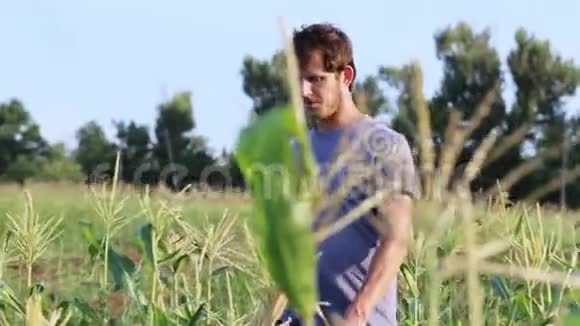 永农在有机生态农场甜玉米地上采摘玉米芯视频的预览图