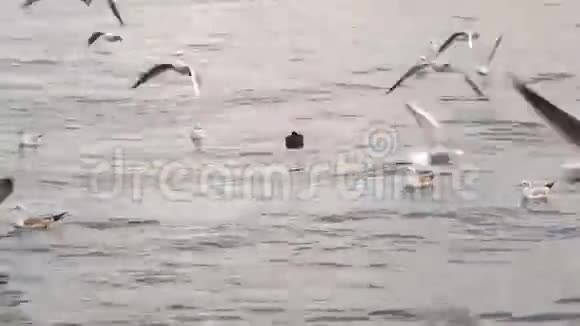 海鸥漂浮在海中飞过水面视频的预览图