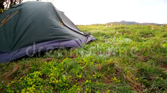 在美丽的晨山景观中帐篷在大风中摇曳视频的预览图
