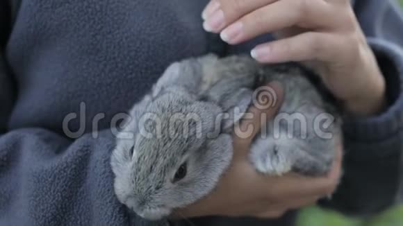 一只女孩手里的灰毛兔视频的预览图