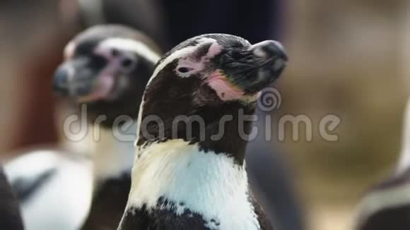麦哲伦企鹅的肖像特写镜头黑白企鹅的头视频的预览图