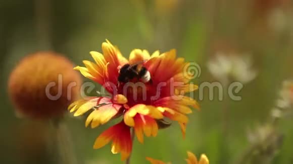大黄蜂飞到花园里收集花蜜蜜蜂授粉开花开花宏1080p镜头视频的预览图
