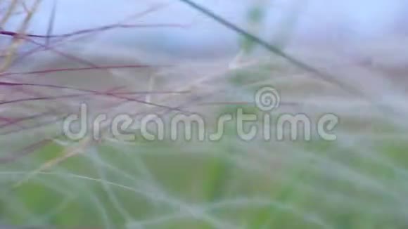 风中的草原草视频的预览图