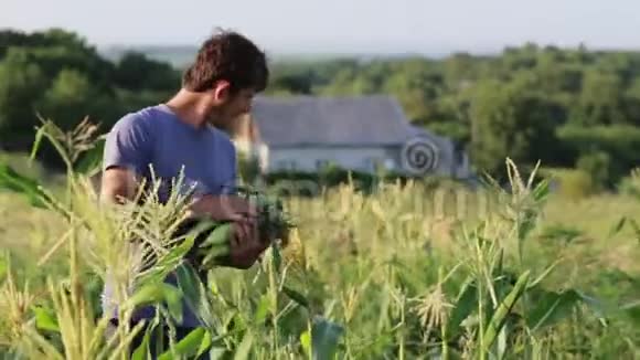 永农在有机生态农场甜玉米地上采摘玉米芯视频的预览图