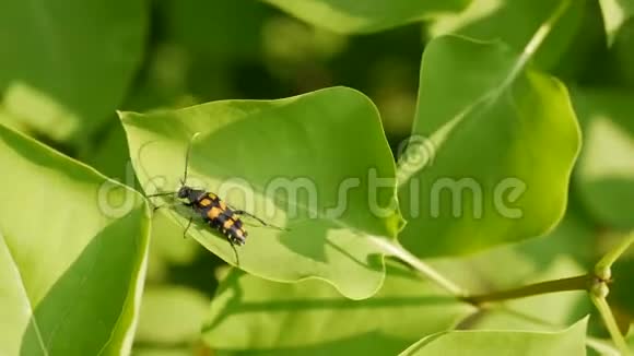 一只黑橙色甲虫在绿叶上的特写镜头视频的预览图