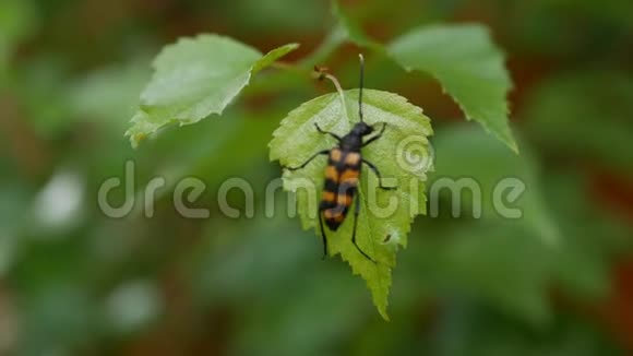 一只黑橙色甲虫在绿叶上的特写镜头视频的预览图
