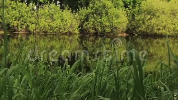 湖岸有甜草和其他植物视频的预览图
