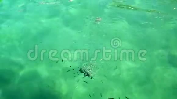 地中海沿岸有成群小鱼的人视频的预览图