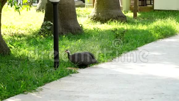 几内亚家禽以高大的草籽为食视频的预览图