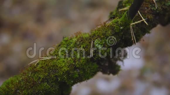 秋林中树枝上青苔电影镜头自然景观视频的预览图