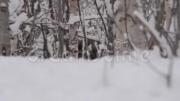 大而美丽的棕色驼鹿在北极圈荒野寒冷的冬林中休息然后走开视频的预览图