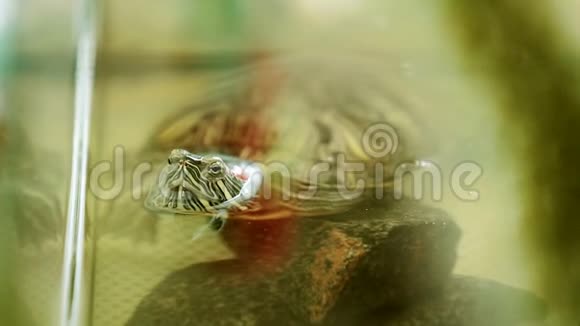海龟在水族馆里从水中窥视它描绘了情感惊喜视频的预览图
