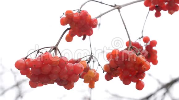 冬季成熟的红箭木或颤栗浆果视频的预览图