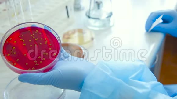 细菌实验室培养皿中微生物和病原真菌的菌落视频的预览图