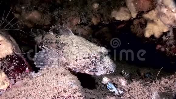 白海洋海底的奇异斑点鱼视频的预览图