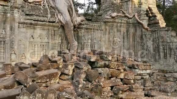 大树古吴哥窟城墙细节柬埔寨日落4K视频的预览图
