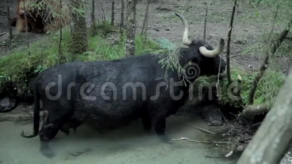 黑牛在河里吃草视频的预览图