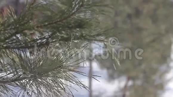 冬天从灌木丛中看到的风力涡轮机视频的预览图