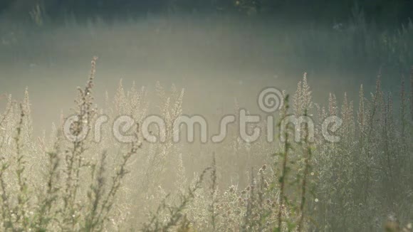 雾在背光的草地上流动视频的预览图