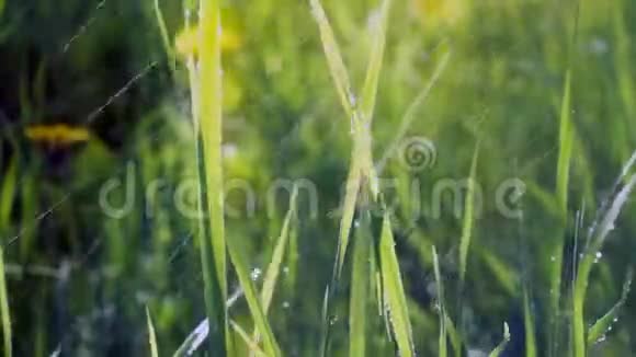 夕阳下的绿草正在夏天下雨雨滴阳光灿烂视频的预览图