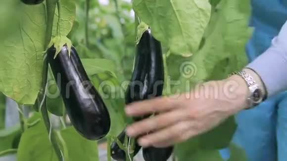 年轻的园丁切断了室内温室里生长的茄子视频的预览图