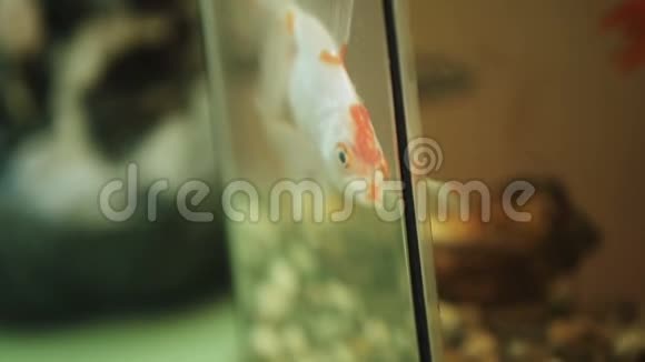 金鱼漂浮在泥泞肮脏的水族馆里视频的预览图
