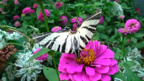 是一种蝴蝶属于科喝花蜜慢动作视频的预览图