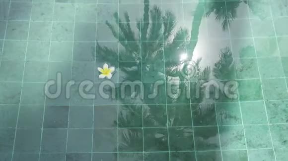 热带休息的象征漂浮在水池中的花朵棕榈树和视频的预览图
