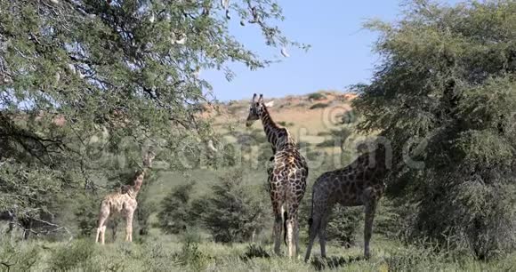 南非卡拉哈里的CuteGiraffes野生动物视频的预览图