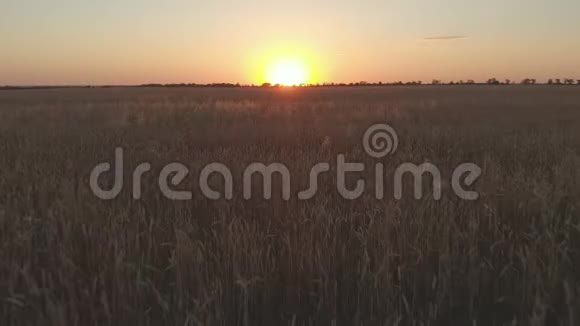空中麦田的画面显示日落时金色的谷物作物被风的小麦慢慢移动这是广泛的草视频的预览图