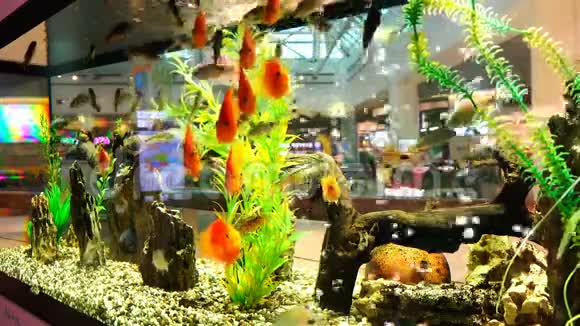 海洋鱼类在一个大水族馆清澈的水中的生活视频的预览图