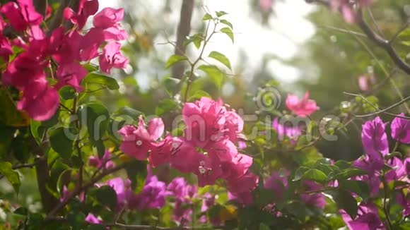 春天花园里五颜六色的热带花朵在阳光明媚茂盛的叶子中有着娇嫩的花瓣视频的预览图