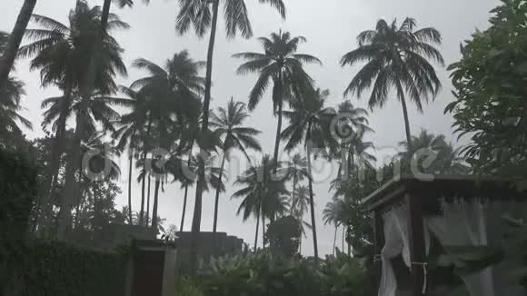 热带雨林和强风使热带度假胜地的棕榈树摇摆视频的预览图