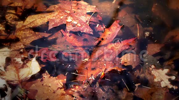 满是叶子的池塘视频的预览图