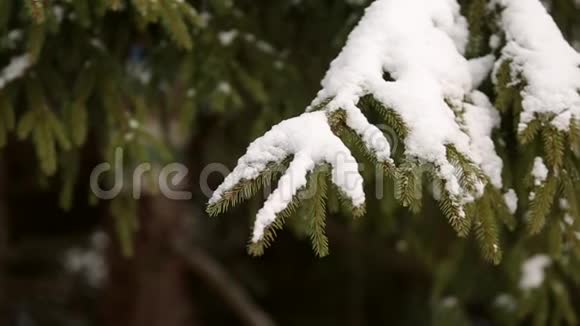 云杉和松树的树枝覆盖着雪雪杉林的冬日圣诞节和新年视频的预览图
