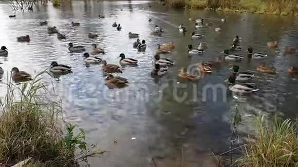 野鸭鹅在秋天的池塘里游泳视频的预览图