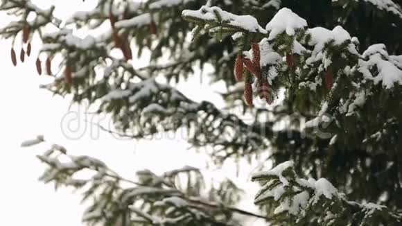 森林中的树枝上有一棵圆锥形的树冬季降雪时常绿云杉漂亮的圣诞背景漂亮视频的预览图