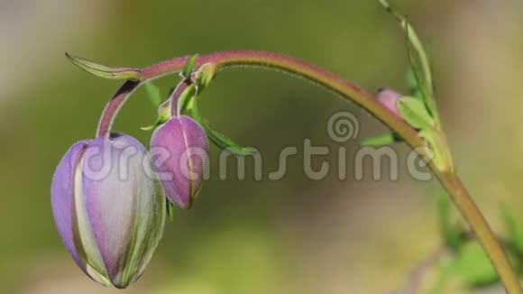 蜻蜓幼虫在山塘水下觅食捕食性昆虫蜻蜓的生命视频的预览图